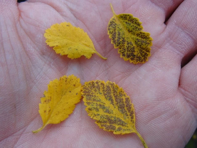 Strauchbirke (Betula humilis)