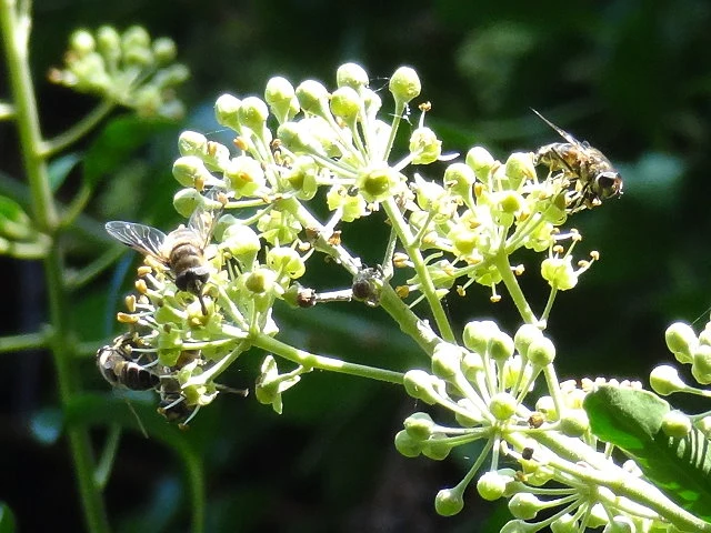 Strauchefeu "Arborescens" (Hedera helix)