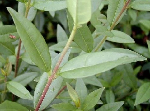 Zwergliguster "Lodense" (Ligustrum vulgare)