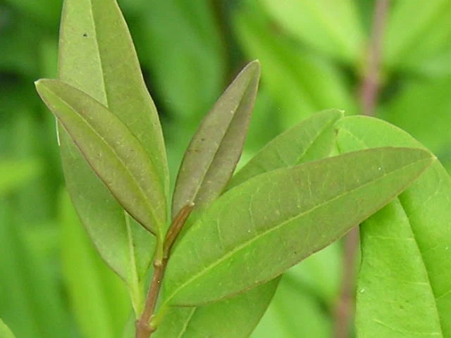 Zwergliguster "Lodense" (Ligustrum vulgare)