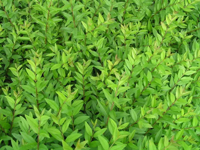 Zwergliguster "Lodense" (Ligustrum vulgare)
