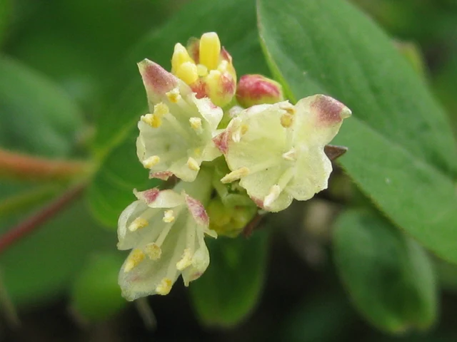 Blaue Heckenkirsche (Lonicera caerulea)