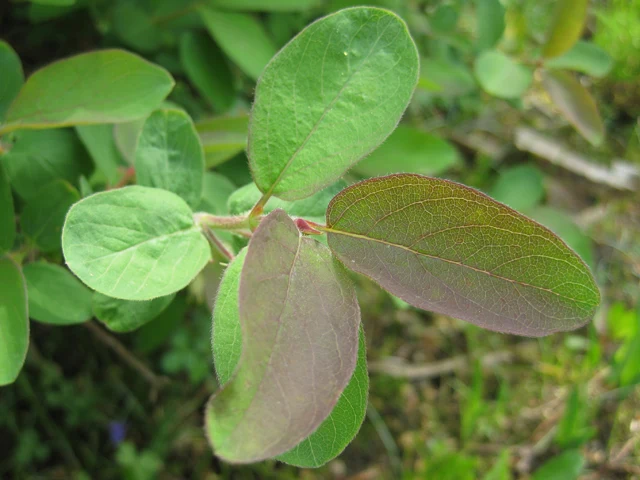Blaue Heckenkirsche (Lonicera caerulea)