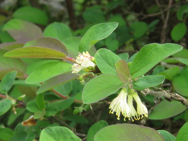 Blaue Heckenkirsche (Lonicera caerulea)