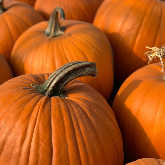 Pumpkin: Jack-O-Lantern Organic Seed