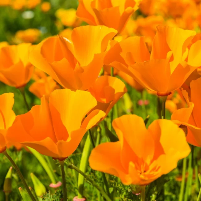 Poppy: Californian Organic Seed