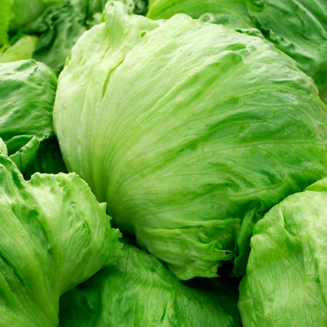Lettuce: (Iceberg) Saladin Organic Seed