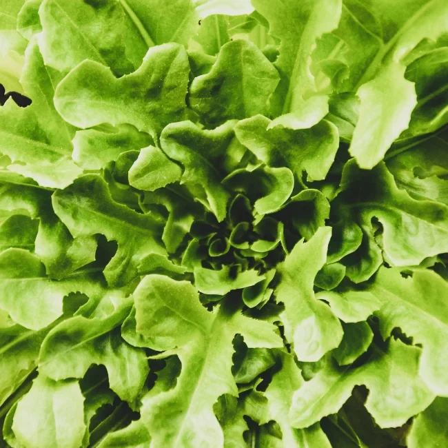 Lettuce: Cut and Come Again Catalogna Organic Seed