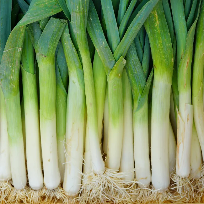 Leek: Autumn Giant 2 Organic Seed