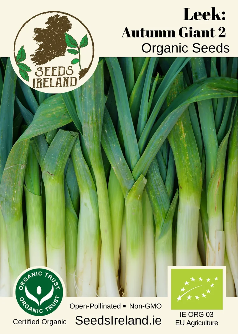 Leek: Autumn Giant 2 Organic Seed