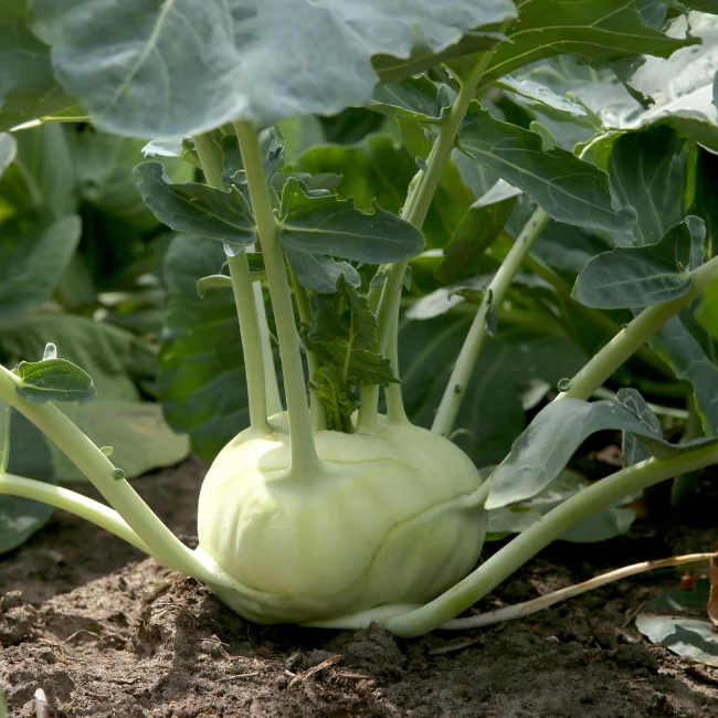 Kohlrabi: Superschmelz Organic Seed