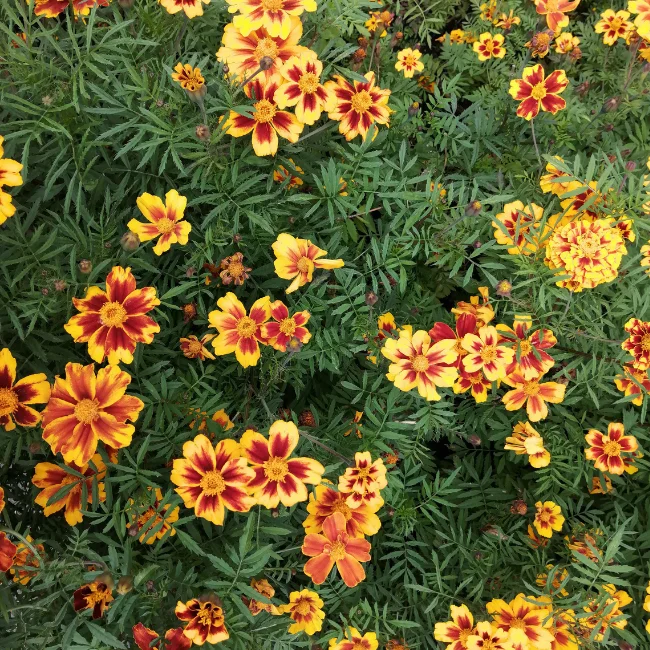 French Marigold: Small Flowered Organic Seed