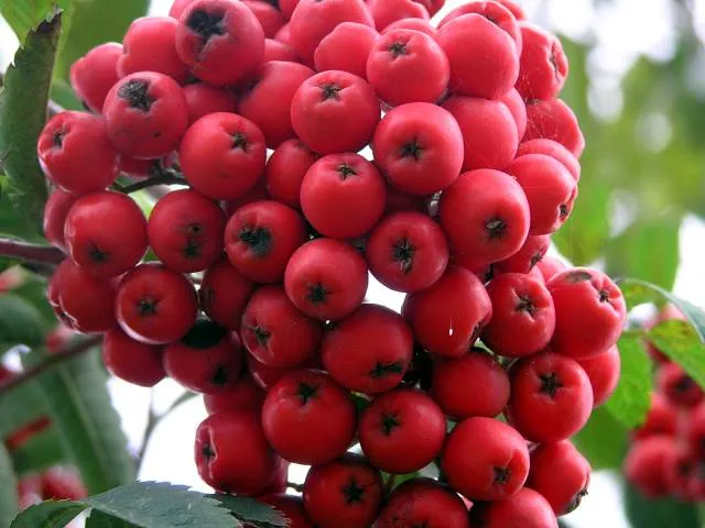 Essbare Eberesche "Edulis" (Sorbus aucuparia)
