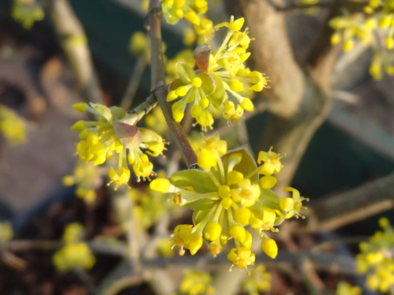 Gold-Kornelkirsche "Aurea" (Cornus mas)