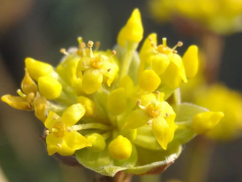 Gold-Kornelkirsche "Aurea" (Cornus mas)