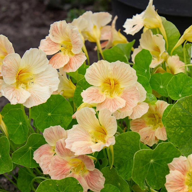 Kapuzinerkresse - Tip Top Pink Blush