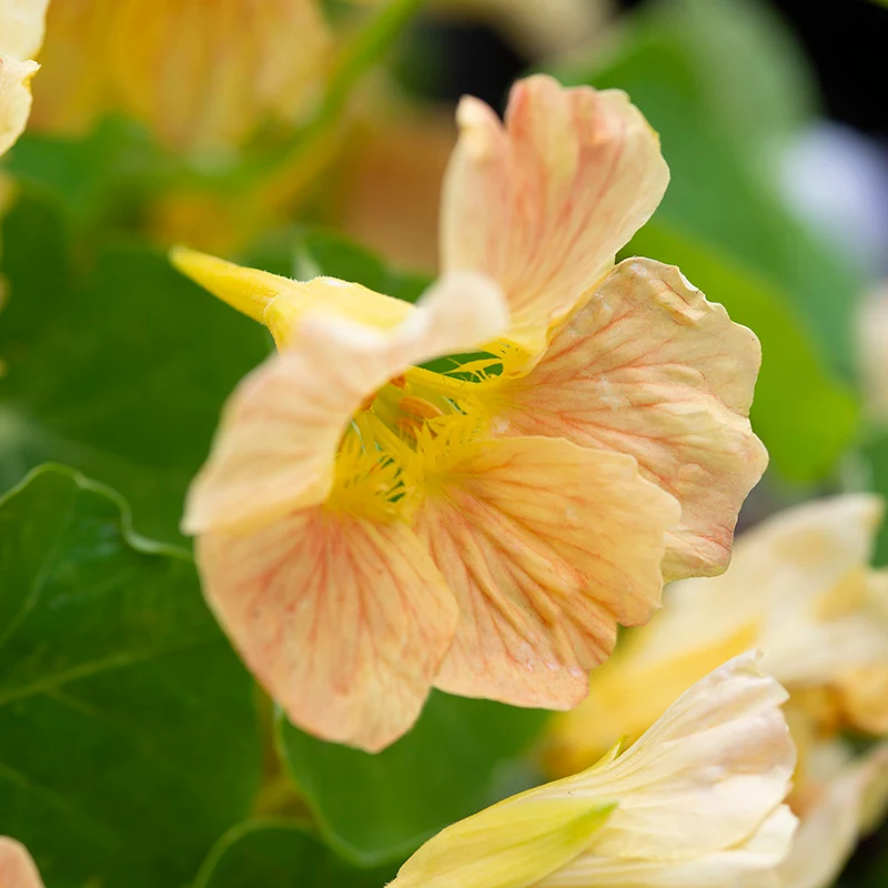 Kapuzinerkresse - Tip Top Pink Blush