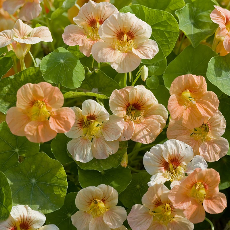 Kapuzinerkresse - Tip Top Apricot