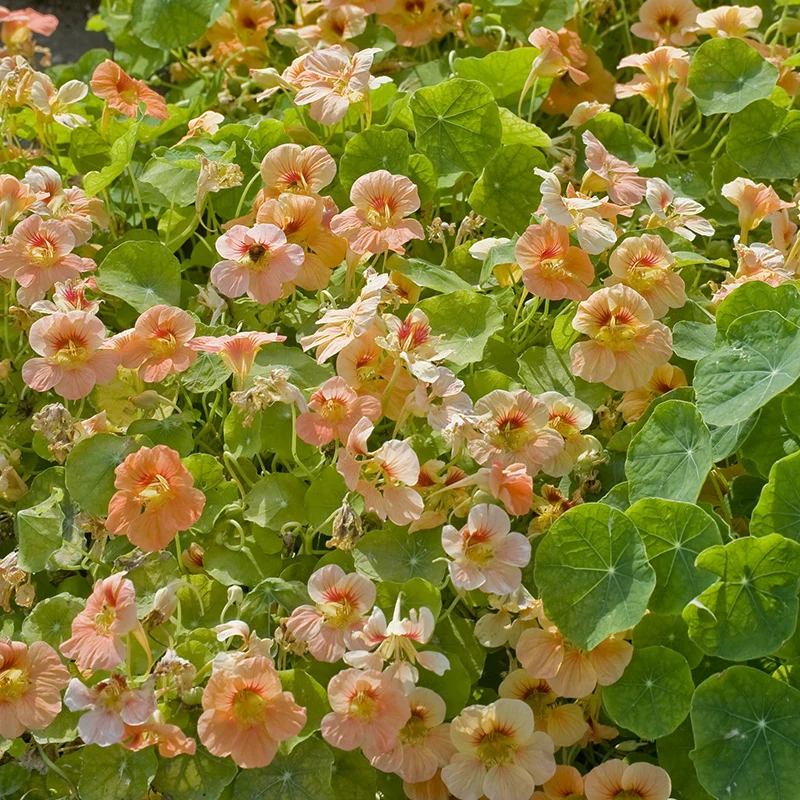 Kapuzinerkresse - Tip Top Apricot