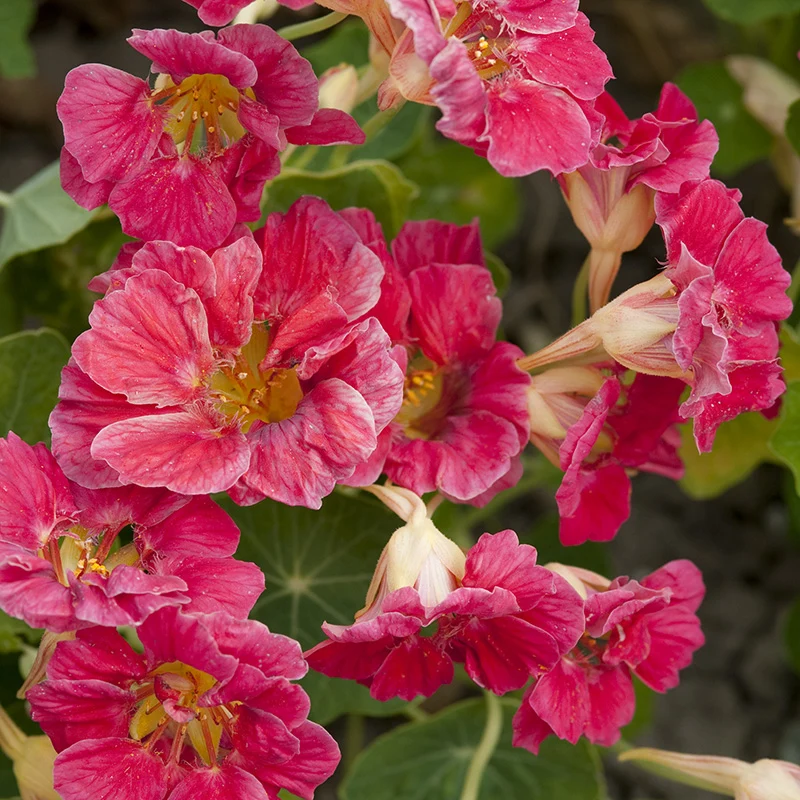 Kapuzinerkresse - Jewel Cherry Rose