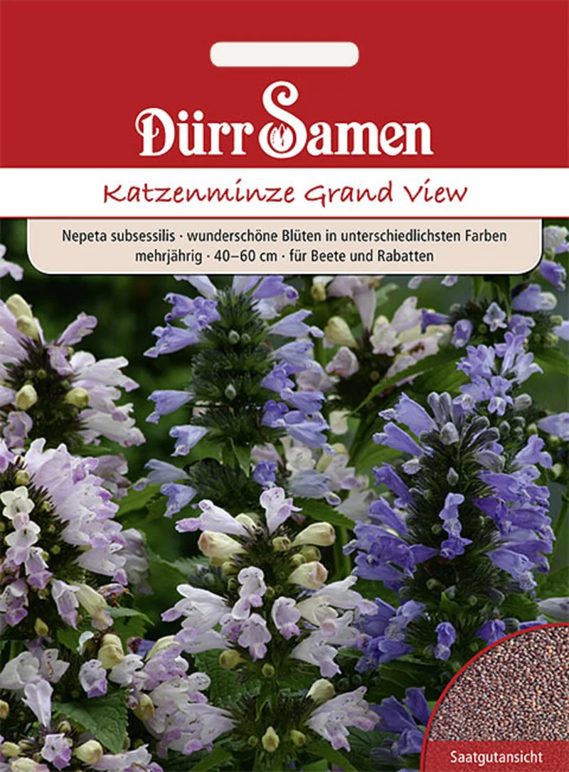 Nepeta subsessilis Katzenminze Grand View Saatgut