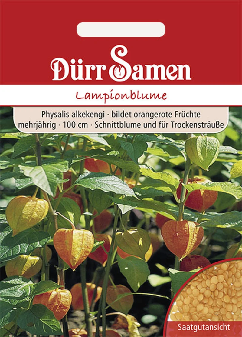 Lampionblume orangerot Saatgut