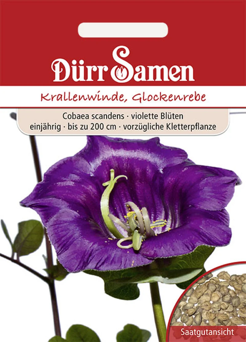 Krallenwinde Glockenrebe Violett Saatgut