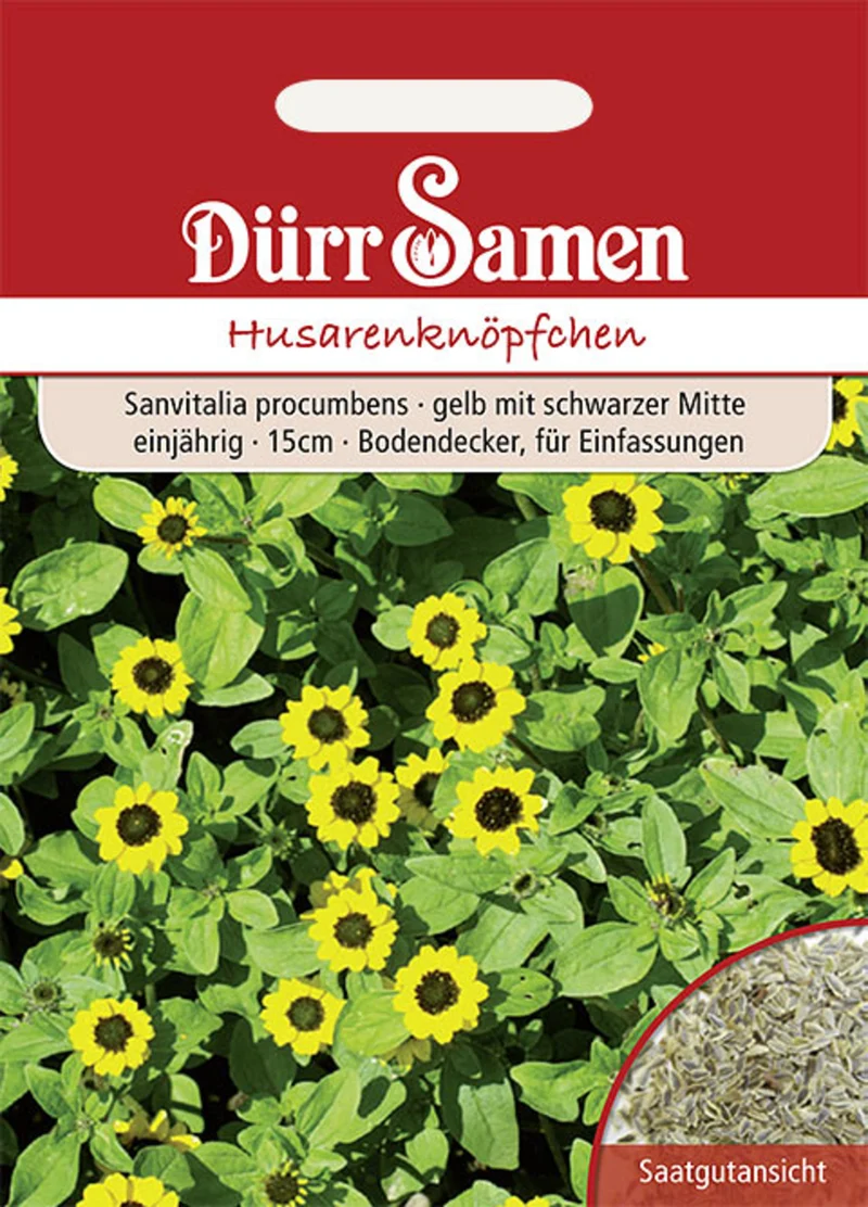 Husarenknöpfchen gelb mit schwarzer Mitte Saatgut
