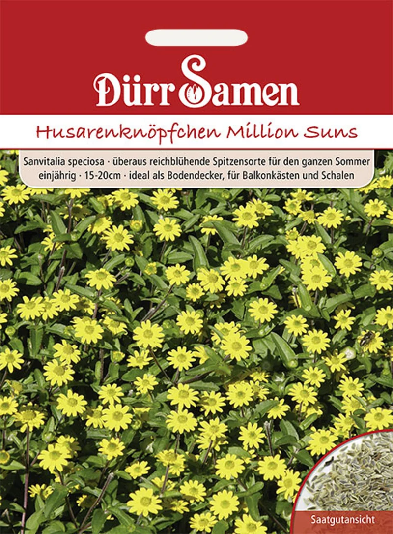 Husarenknöpfchen Million Suns Saatgut