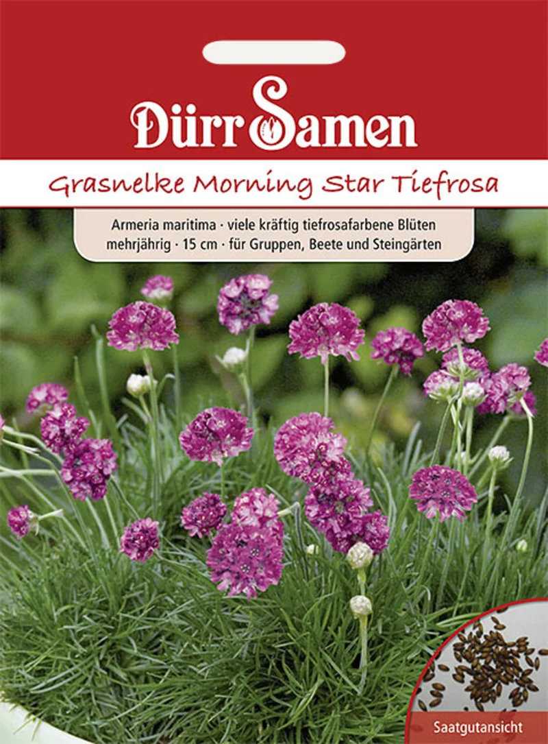 Grasnelke Morning Star Saatgut