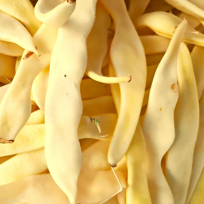Climbing French Bean: Marvel of Venice Organic Seed