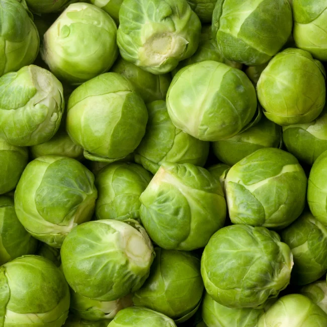 Brussels Sprouts: Groninger Organic Seed