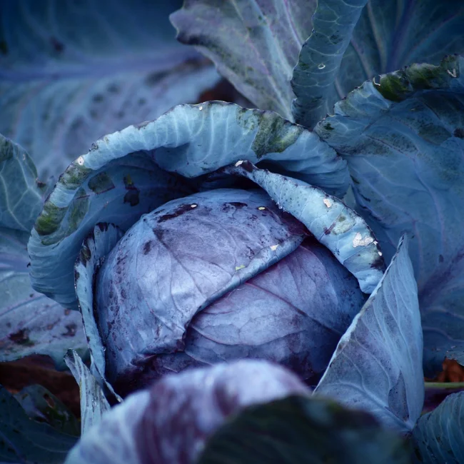 Red Cabbage: Langedijker Bewaar 2 Organic Seed