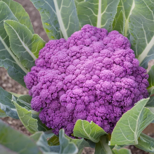 Cauliflower: Di Sicilia Violetto Organic Seed