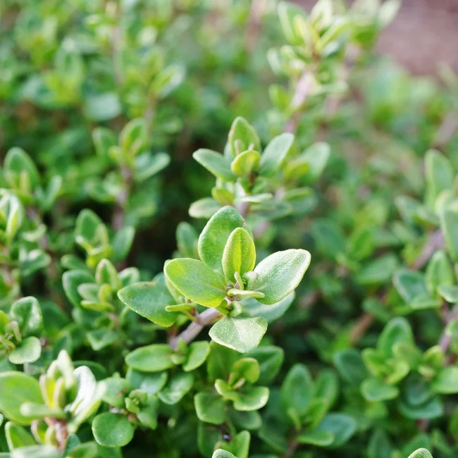 Thyme Organic Seed