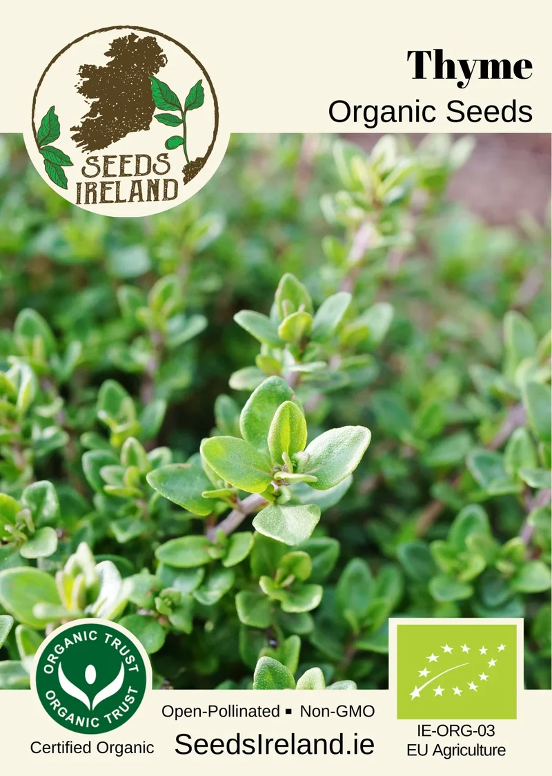 Thyme Organic Seed