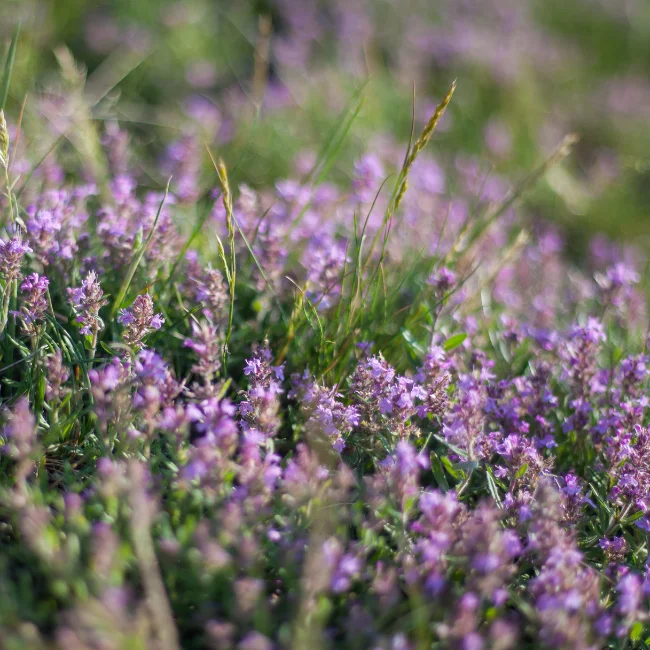 Thyme Organic Seed