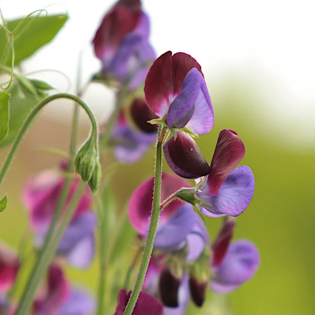 Sweet Pea: Wild Italian Organic Seed