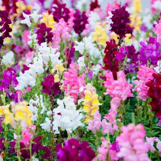 Snapdragon Organic Seed