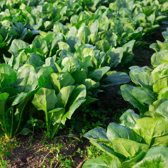 Spinach: Winter Giant Organic Seed