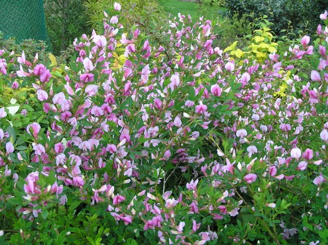 Rosenginster (Cytisus purpureus)