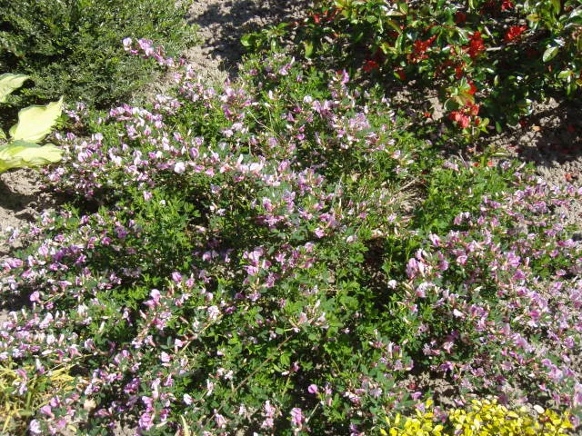 Rosenginster (Cytisus purpureus)