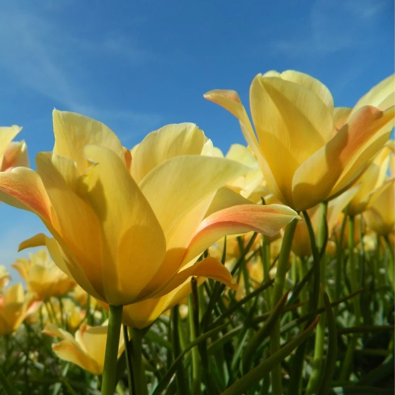 BIO Blumenzwiebeln Wildtulpe batalinii 'Bronze Charm’ 10 Stück