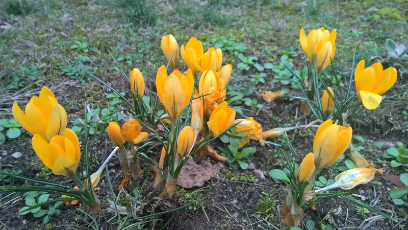 BIO Blumenzwiebeln Krokus Gelber Riese 10 St.