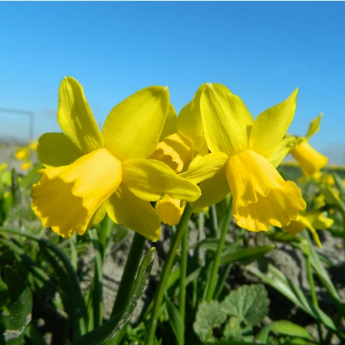 BIO Blumenzwiebeln Narzisse Tête-á-Tête 10 Stück