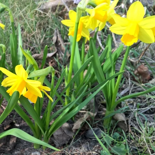 BIO Blumenzwiebeln Narzisse Tête-á-Tête 10 Stück