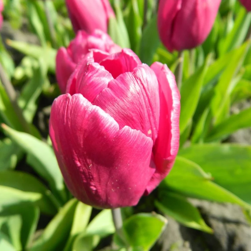 BIO Blumenzwiebeln Tulpe Purple Prince 10 Stück