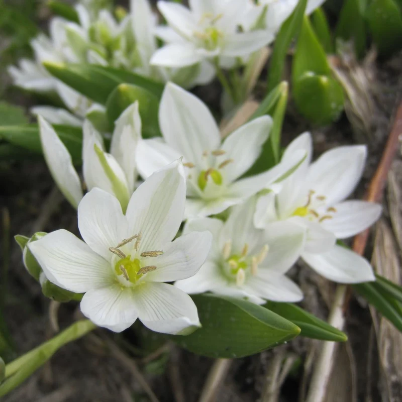 BIO Blumenzwiebeln Milchstern 10 St.