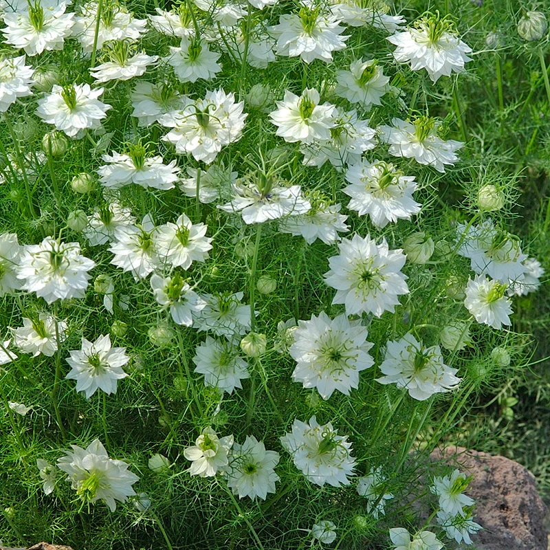 Jungfer im Grünen - Albion Green Pod