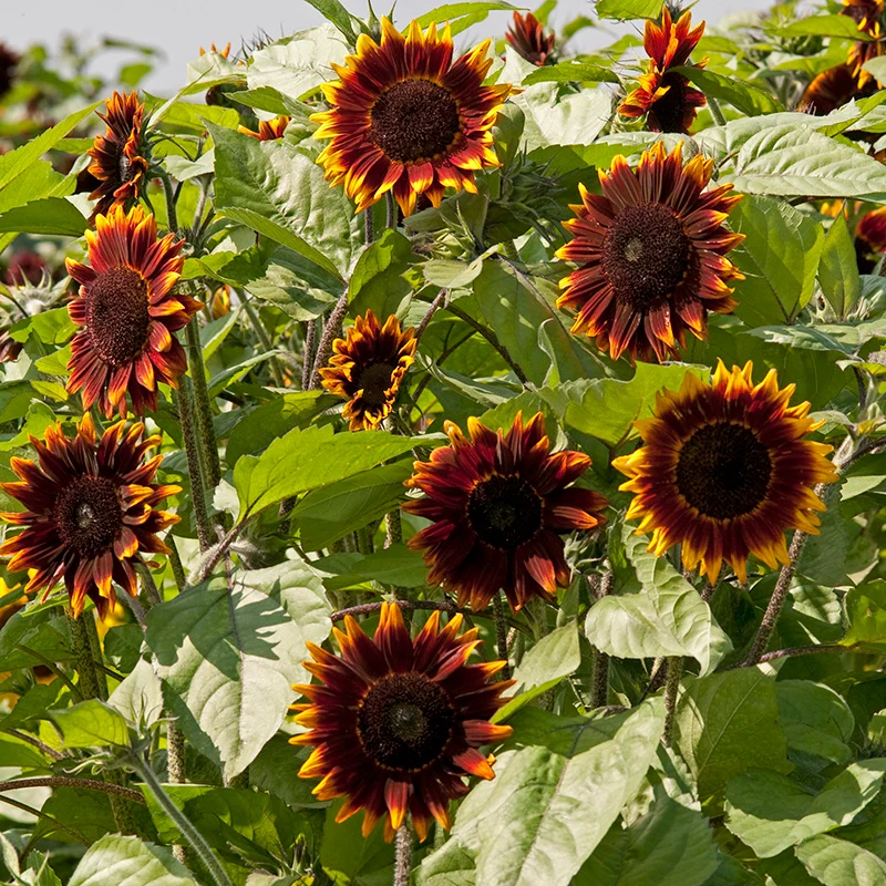 Sonnenblume - Shock o Lat F1
